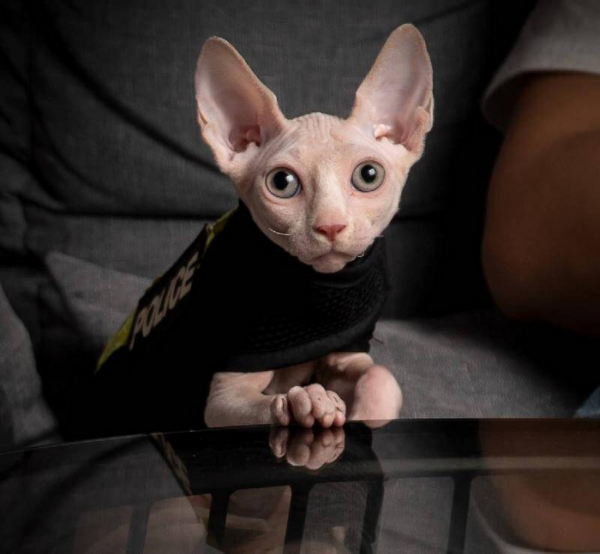 最聪明的猫排名第一