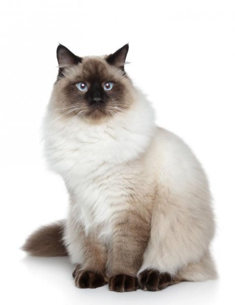 最聪明的猫排名第一