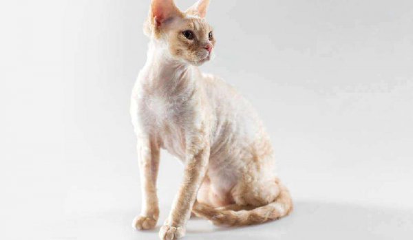 最聪明的猫排名第一