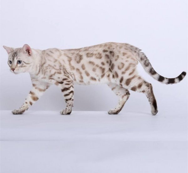 最聪明的猫排名第一