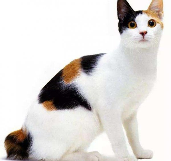 最聪明的猫排名第一