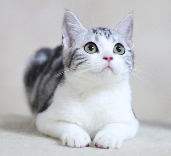 最聪明的猫排名第一