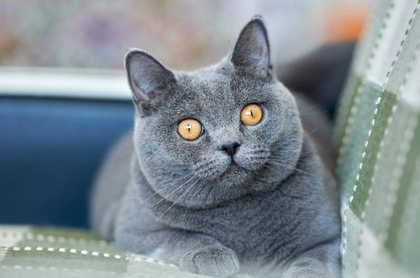 最聪明的猫排名第一