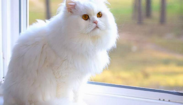 最聪明的猫排名第一