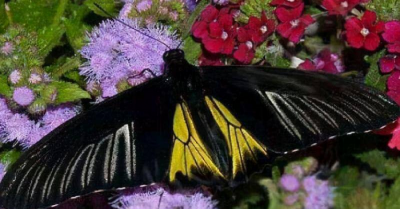 世界上最恐怖的蝴蝶 最可怕的蝴蝶长什么样