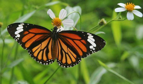 世界上最恐怖的蝴蝶