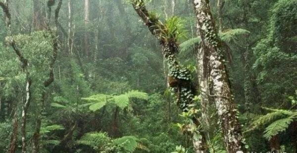 世界上最大的平原是哪个平原