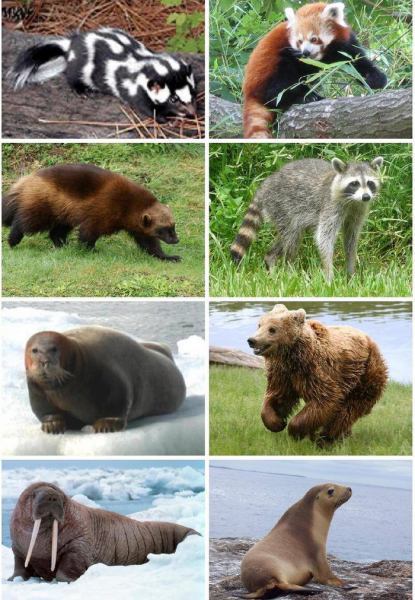 人类是怎么进化而来的