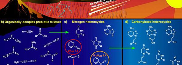 人类是怎么进化而来的