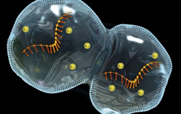 人类是怎么进化而来的