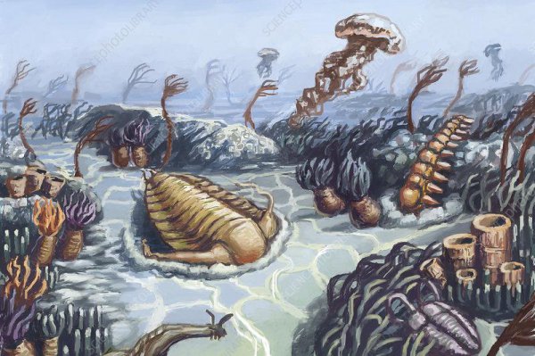 人类是怎么进化而来的