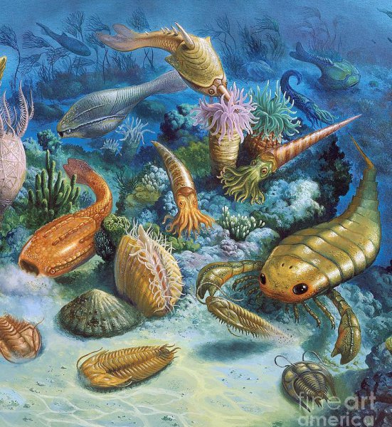 人类是怎么进化而来的