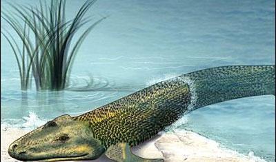 人类是怎么进化而来的