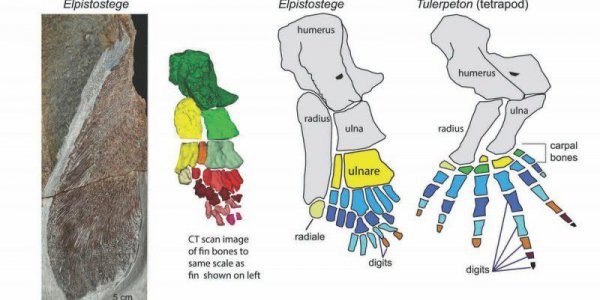 人类是怎么进化而来的