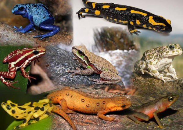 人类是怎么进化而来的