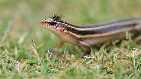 人类是怎么进化而来的