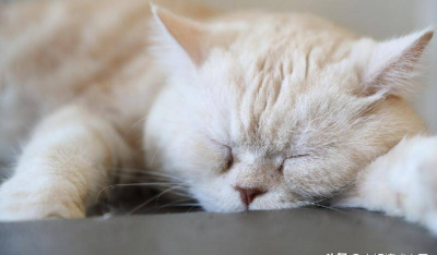 为什么男不养猫女不养狗 男不养猫女不养狗的真正原因