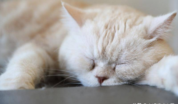 为什么男不养猫女不养狗