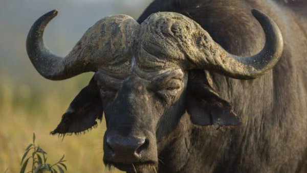 世界上最恐怖的动物