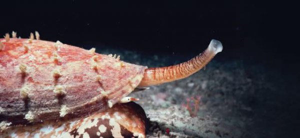 世界上最恐怖的动物