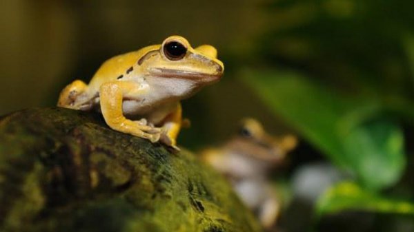 世界上最恐怖的动物