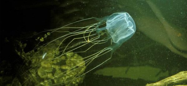 世界上最恐怖的动物