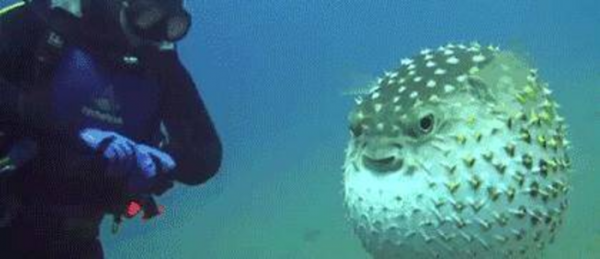 世界上最恐怖的动物