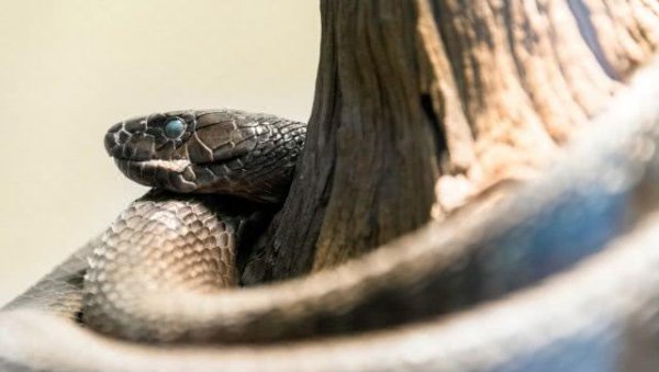 世界上最恐怖的动物