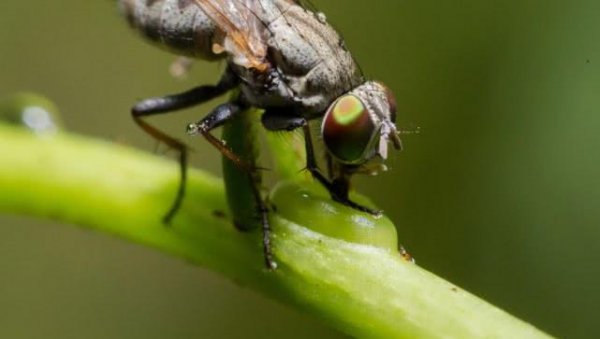 世界上最恐怖的动物