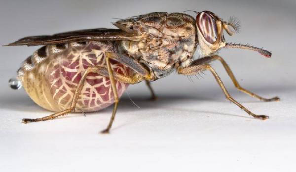 世界上最恐怖的动物