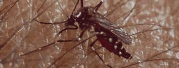 世界上最恐怖的动物