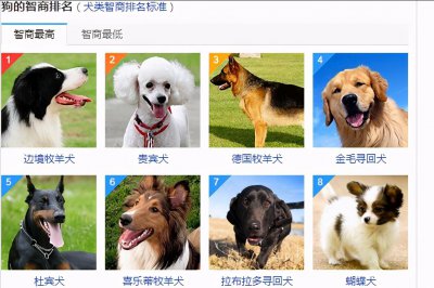 最聪明的狗排名 世界上智商最高的狗排行榜