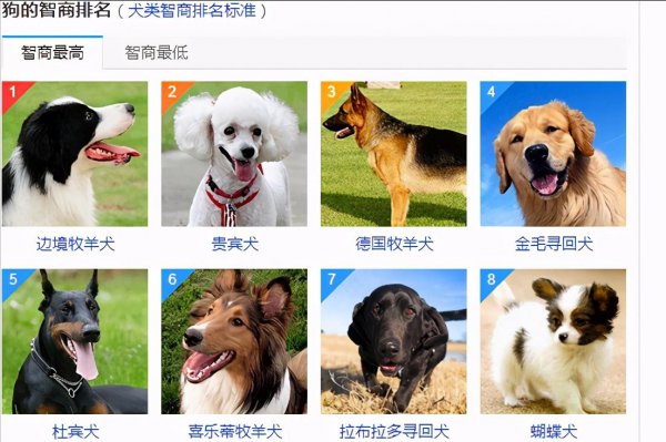 最聪明的狗排名