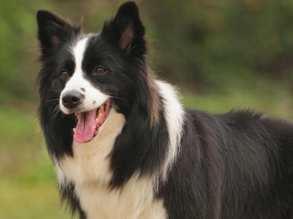 最聪明的狗排名