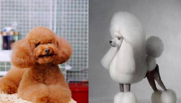 最聪明的狗排名