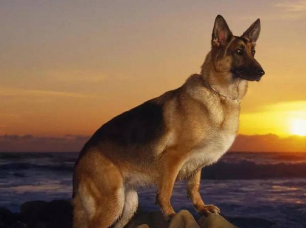 最聪明的狗排名