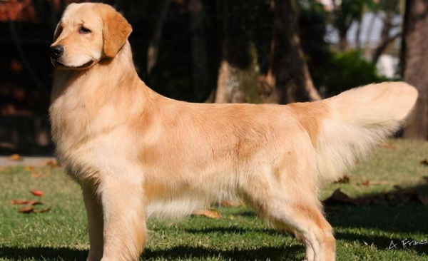 最聪明的狗排名