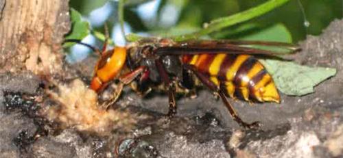 世界上最毒的蜂排名