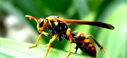 世界上最毒的蜂排名