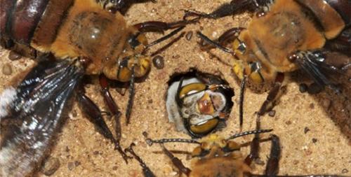 世界上最毒的蜂排名