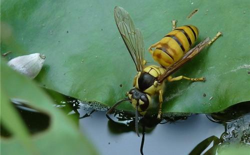 世界上最毒的蜂排名