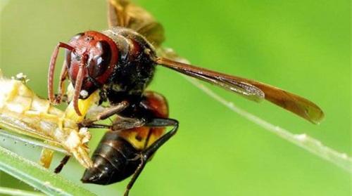 世界上最毒的蜂排名