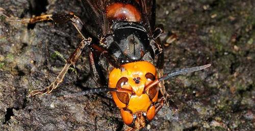 世界上最毒的蜂排名