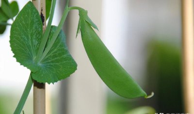 十大打农药最多的菜 哪些蔬菜水果农药残留最多