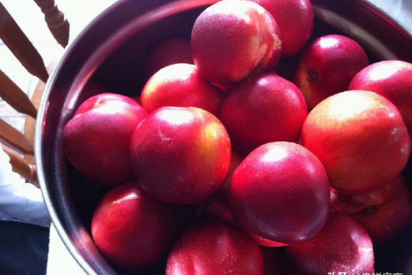 十大打农药最多的菜