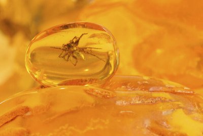 琥珀中什么珀最贵 哪种琥珀价值珍贵值钱