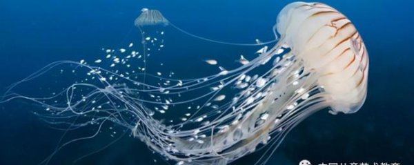 史上最有用的冷知识