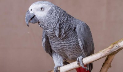 世界上最聪明的动物排名 具有聪明才智的动物有哪些