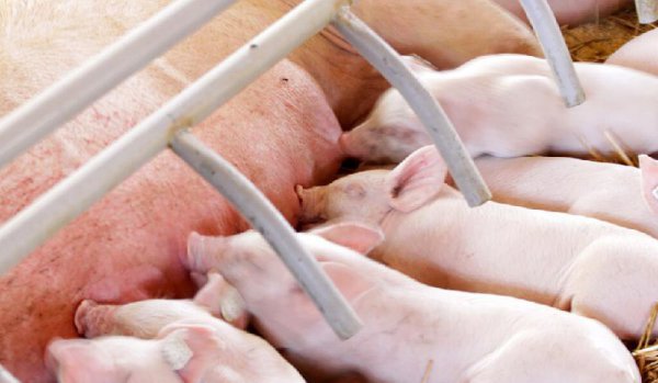 世界上最聪明的动物排名