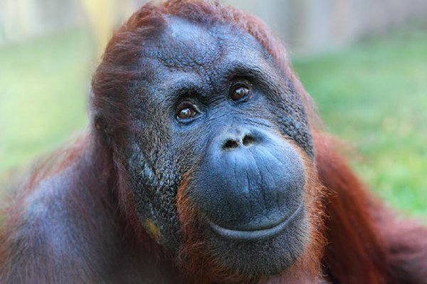 世界上最聪明的动物排名